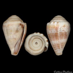 Virroconus pascuensis (Rehder, 1980)