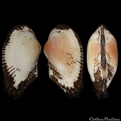 Arcidae - Anadara geissei (Kobelt, 1891)