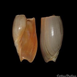 Volutidae - Cymbium cymbium (Linné, 1758)