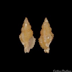 Muricidae - Muricopsis ghisottii (Cecalupo, Buzzurro & Mariani 2008)