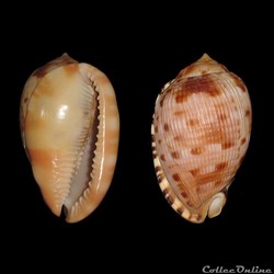 Cassidae - Cypraecassis testiculus (Linné, 1758)