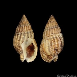 Nassariidae - Tritia reticulata (Linné, 1758)