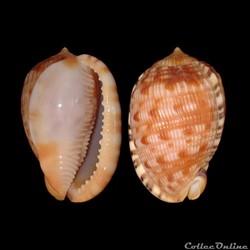 Cassidae - Cypraecassis testiculus (Linné, 1758)