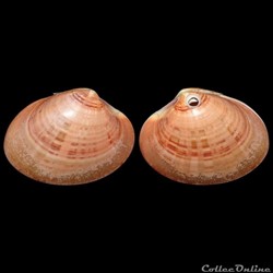 Veneridae - Callista chione (Linné, 1758)