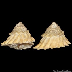 Turbinidae - Lithopoma tectum (Lightfoot, 1786)