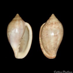 Marginellidae - Marginella petitii (Duval, 1841)