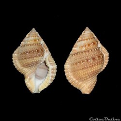 Bursidae - Marsupina bufo (Bruguière, 1792)