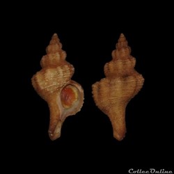 Muricidae - Gracilipurpura craticulata (Bucquoy & Dautzenberg, 1882)