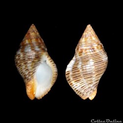 Pisaniidae - Gemophos viverratus (Kiener, 1834)