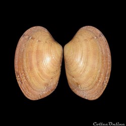 Veneridae - Polititapes aureus (Gmelin, 1791)