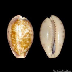 Cypraeidae - Zonaria zonaria gambiensis (Shaw, 1919)