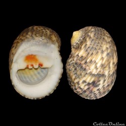 Neritidae - Nerita peloronta (Linné, 1758)