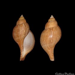 Fasciolariidae - Fasciolaria tulipa (Linné, 1758)