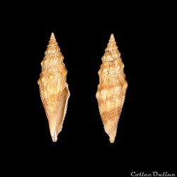 Borsoniidae - Genota mitriformis (Wood, 1828)