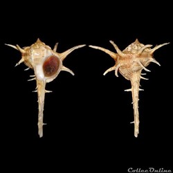 Muricidae - Bolinus cornutus (Linné, 1758)