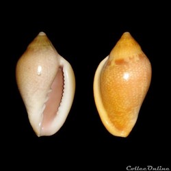Marginellidae - Marginella glabella (Linné, 1758)