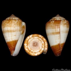 Conidae - Lautoconus (Africonus) borgesi (Trovão, 1979)