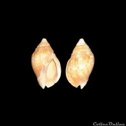 Nassariidae - Cyllene lamarcki (Cernohorsky, 1975)