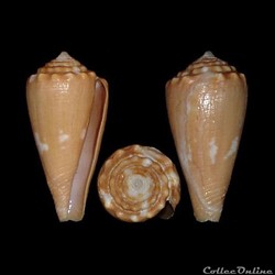 Kioconus (Thoraconus) exiguus (Lamarck, 1810)