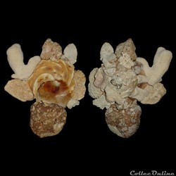 Xenophoridae - Xenophora conchyliophora (Born, 1780)