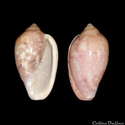 Marginellidae - Marginella senegalensis (Clover, 1990)