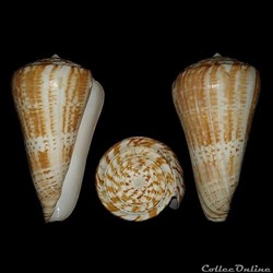 Kalloconus (Kalloconus) pulcher (Lightfoot, 1786)
