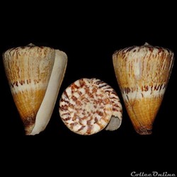 Rhizoconus capitaneus (Linné, 1758)
