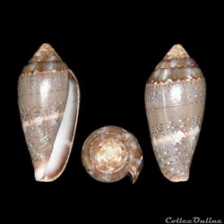 Lautoconus (Lautoconus) bruguieresi (Kiener 1846)