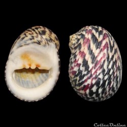 Neritidae - Nerita peloronta (Linné, 1758)