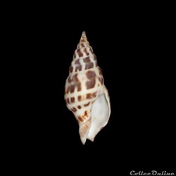 Clavatulidae - Pusionella nifat (Bruguière, 1789)
