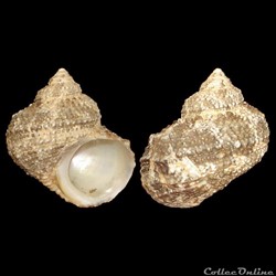 Turbinidae - Turbo castanea (Gmelin, 1791)