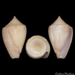 Conidae - Ximeniconus (Perplexiconus) puncticulatus columba (Hwass in Bruguière 1792)