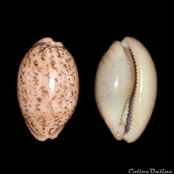Cypraeidae - Luria cinerea brasilensis (Gmelin, 1791)