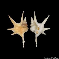 Aporrhaidae - Aporrhais serresiana (Michaud, 1828)