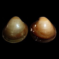 Cardiidae - Laevicardium crassum (Gmelin, 1791)