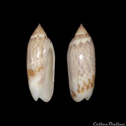 Olividae - Agaronia acuminata boavistensis (Burnay & Conceição, 1986)