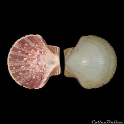 Pectinidae - Euvola ziczac (Linné, 1758)
