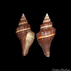 Melongenidae - Pugilina morio (Linné, 1758)