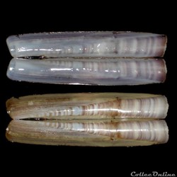 Pharidae - Ensis minor (Chenu, 1843)