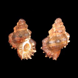 Bursidae - Bursa corrugata (Perry, 1811)