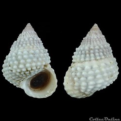 Littorinidae - Cenchritis muricatus (Linné, 1758)