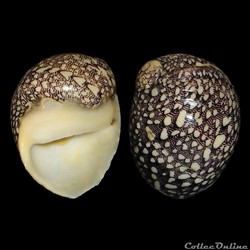 Neritidae - Nereina punctulata (Lamarck, 1816)