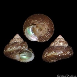 Trochidae - Clanculus cruciatus (Linné, 1758)