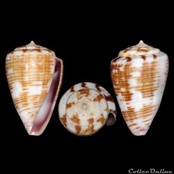 Kalloconus (Trovaoconus) trochulus f. pseudonivifer (Monteiro, Tenorio & Poppe, 2004)