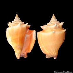 Strombidae - Strombus pugilis (Linné, 1758)