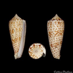 Phasmoconus (Phasmoconus) laterculatus (Sowerby III, 1870)