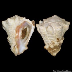 Turbinellidae - Vasum muricatum (Born, 1778)