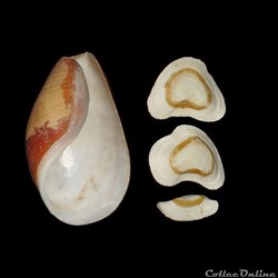 Scaphandridae - Scaphander lignarius (Linné, 1758)