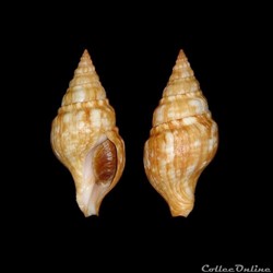 Buccinidae - Euthria cornea (Linné, 1758)
