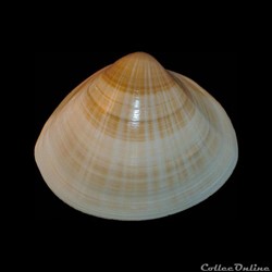 Mactridae - Mactra stultorum (Linné, 1758)